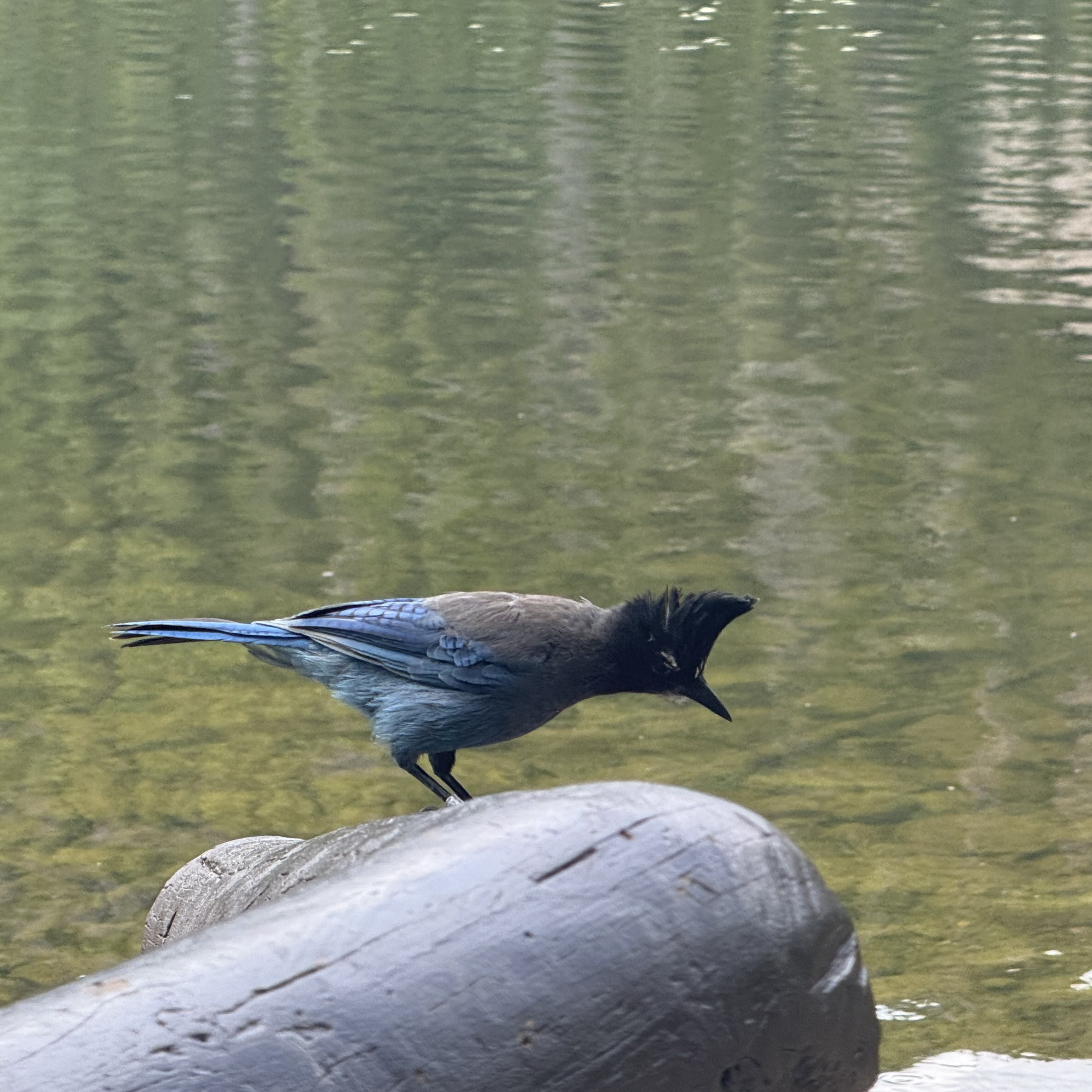 A Steller's jay standing on a log beside Bear Lake