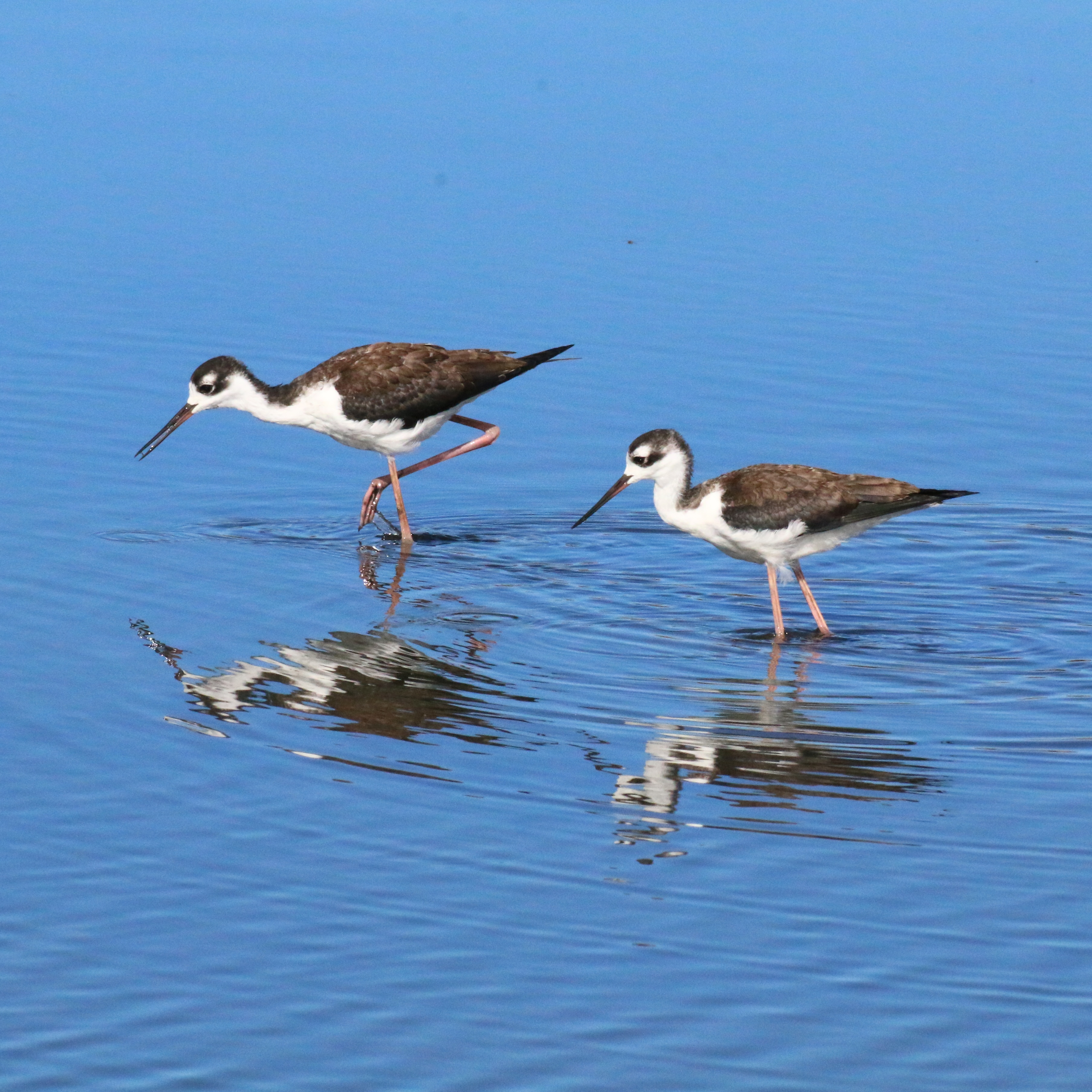 Two black-necked stilts wading in blue water