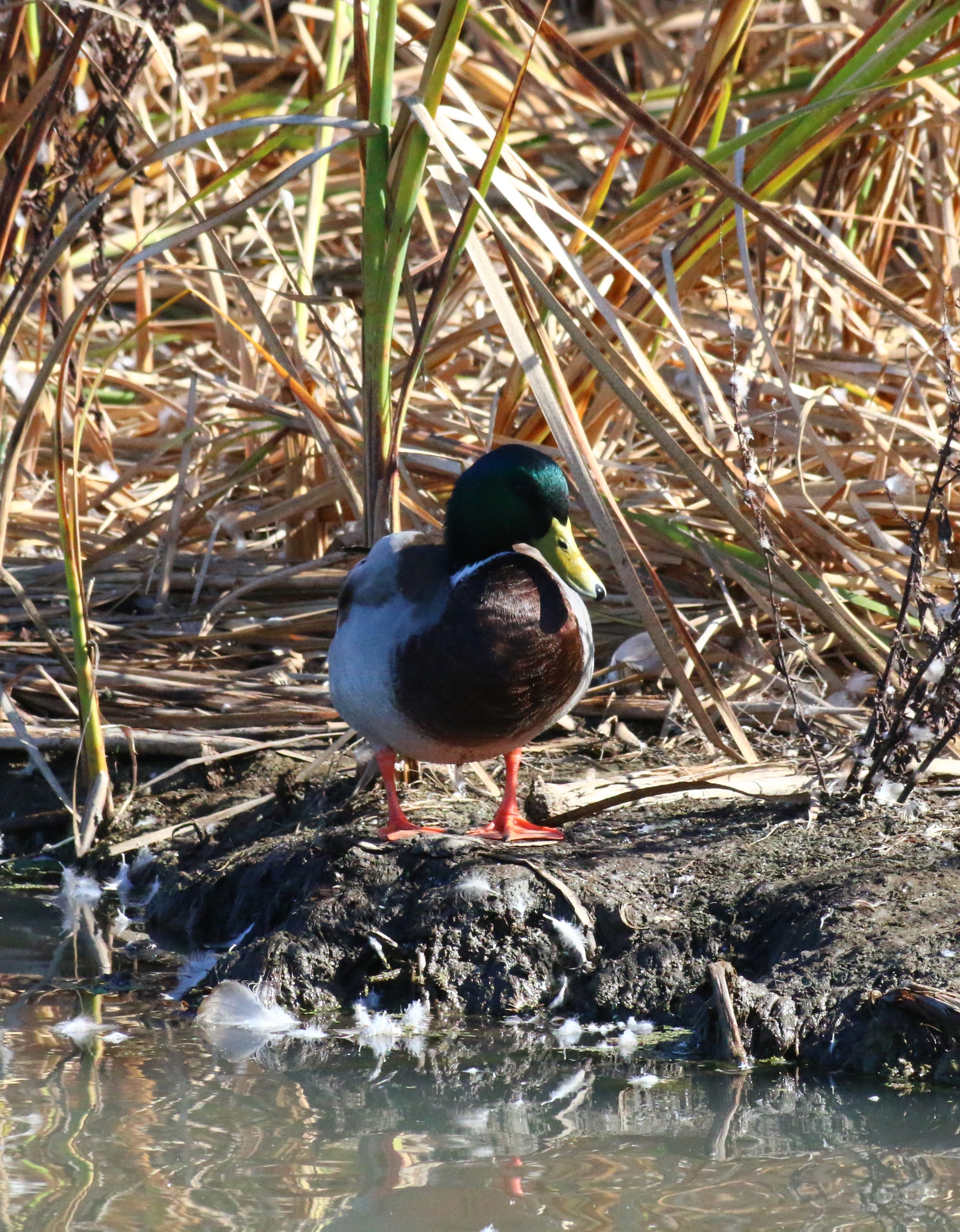 A male mallard standing at the edge of a reed-lined pond